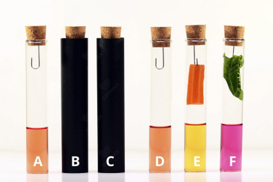 Echanges gazeux et photosynthèse - 2mn 55s